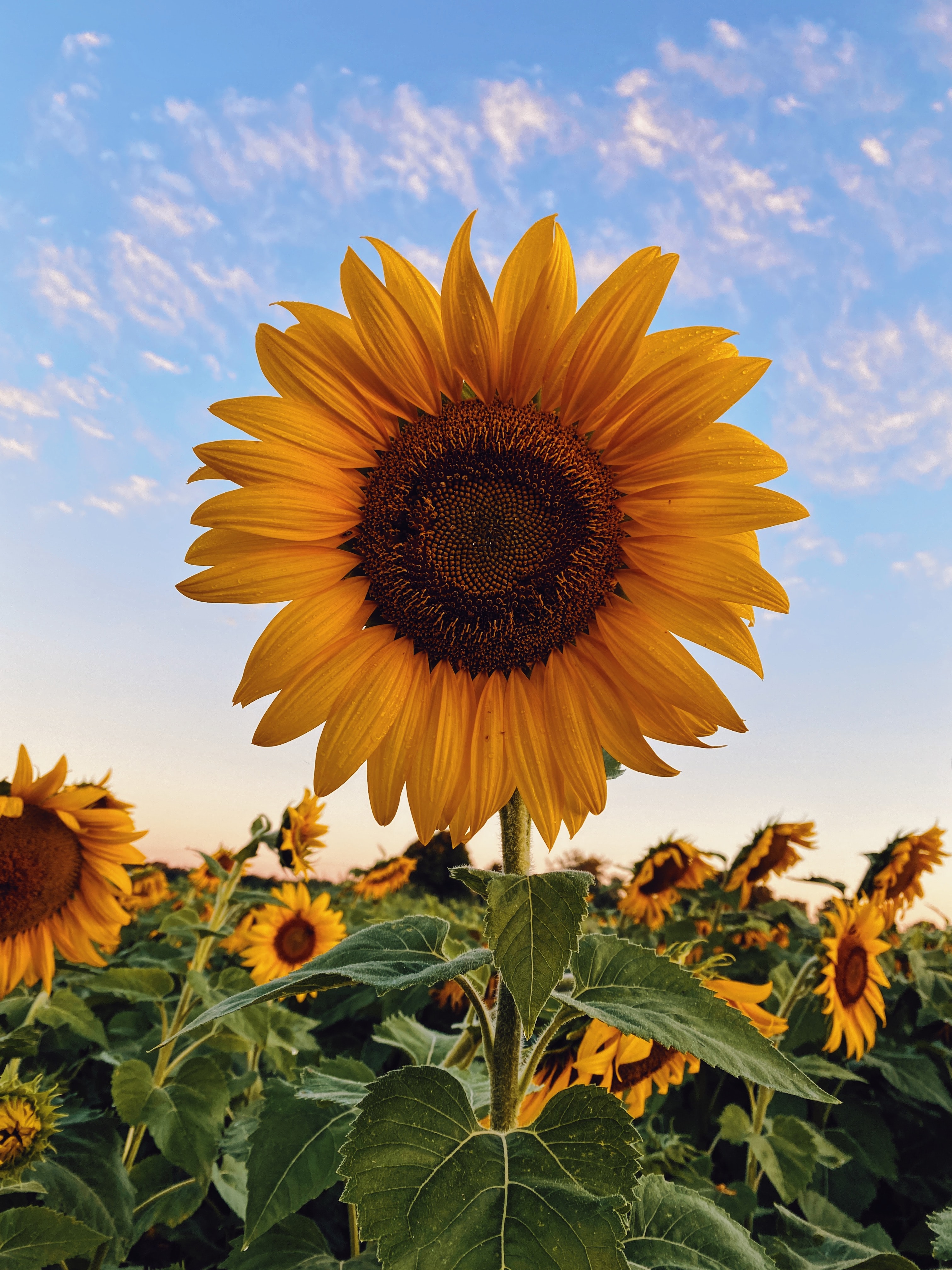 sunflower golden ratio