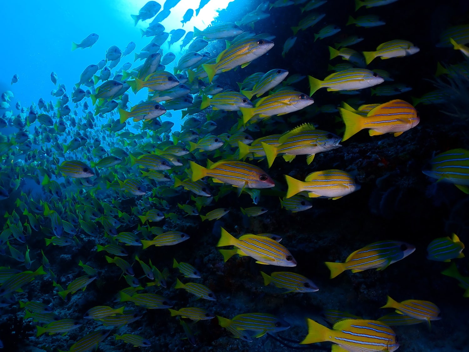 fish photo with olympus tough tg-6 underwater camera