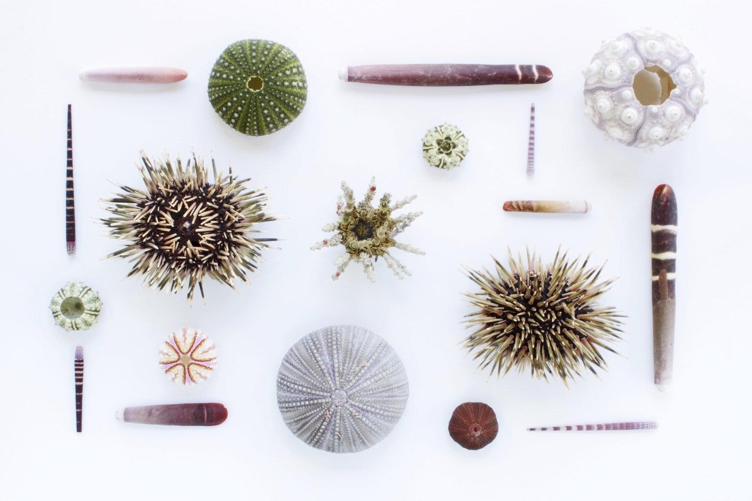 knolling with sea urchins and other elements of the sea